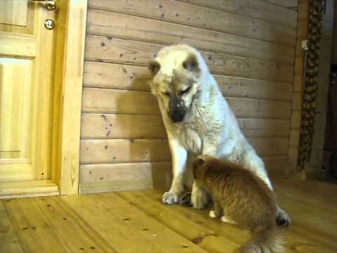 Видео: Дружба собаки и кошки! Снисхождение и бесстрашие!