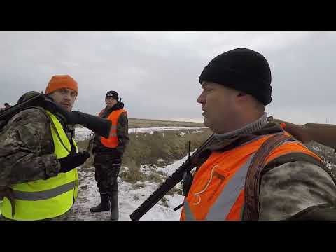 Видео: Облавная охота на шакала