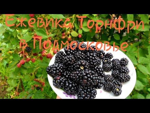 Видео: Ежевика  ТОРНФРИ  безшипная и урожайная.Ошибка при посадке и наш опыт выращивания