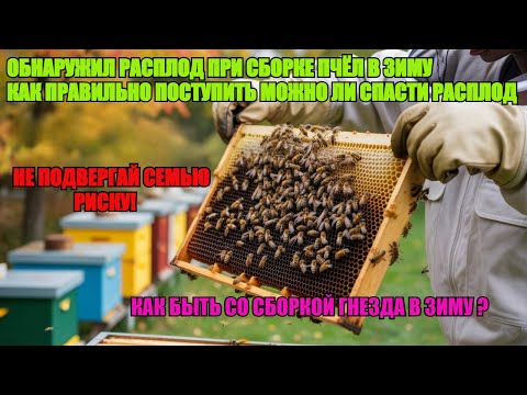 Видео: Обнаружил РАСПЛОД В ОКТЯБРЕ во время СБОРКИ ПЧЕЛИНЫХ СЕМЕЙ В ЗИМУ ЧТО ДЕЛАТЬ С РАСПЛОДОМ ✅☝️🐝