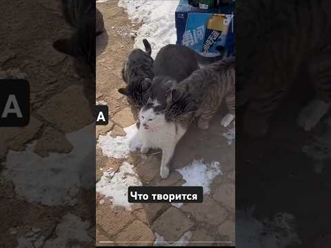 Видео: Одна невеста на всех катастрофа