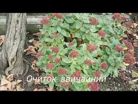 Видео: Огляд саду. Відео за порадою глядача каналу.