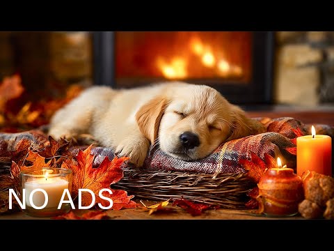 Видео: 24 ЧАСА спокойной музыки для сна собак 🐾🍂Успокаивающие звуки, которые помогают собак #музыкадлясобак