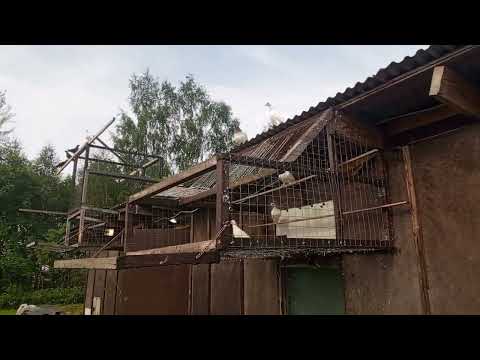 Видео: Будапештские были не в духе