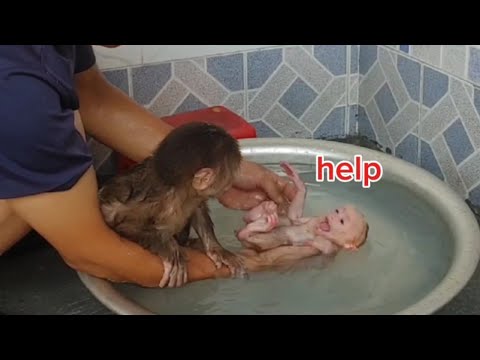 Видео: «О боже! Первая реакция милой обезьянки на купание 🐵💦😂»