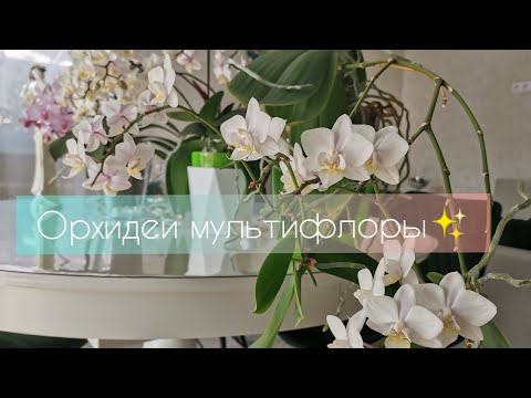 Видео: Орхидеи мультифлоры в цвету. Орхидея Либерти Пинк.