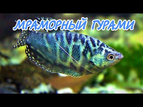 Видео: МРАМОРНЫЙ ГУРАМИ. СОДЕРЖАНИЕ И РАЗВЕДЕНИЕ.