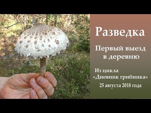 Видео: Разведка. Первый выезд в деревню. Дневник 25 августа 2018 года.