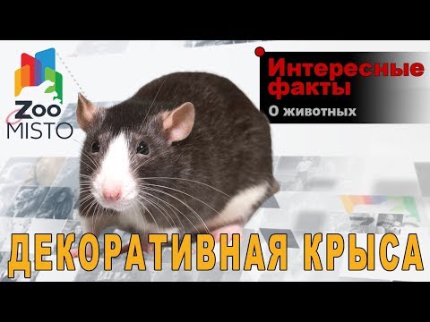 Видео: Декоративная крыса - Интересные факты о виде | Вид декоративная крыса