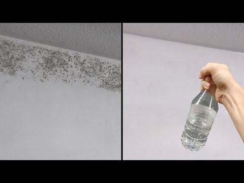 Видео: Плесень исчезла со стен за 1 минуту
