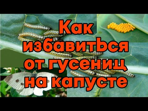 Видео: Как избавиться от гусениц на капусте