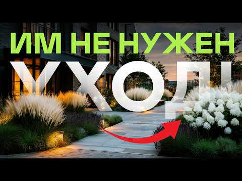 Видео: 14 Растений, Которые Делают Двор, Как В Премиум-Жилом Комплексе