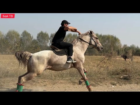 Видео: БУРУЛ АТ ЧЫКТЫ УЛАГЫ ҮЙҮРҮ БАР 👍#байтв 