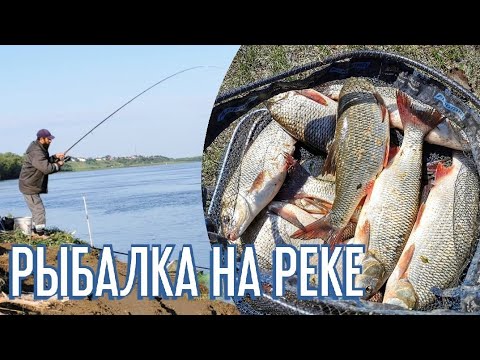 Видео: Рыбалка 2022. С фидером на реке. Ловля язя