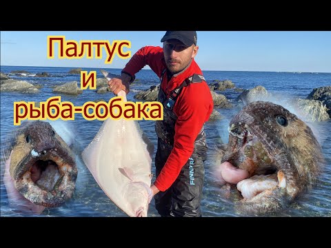 Видео: СУПЕР РЫБАЛКА!!! Палтус и Дальневосточная зубатка | Остров Сахалин (Halibut and Wolffish)