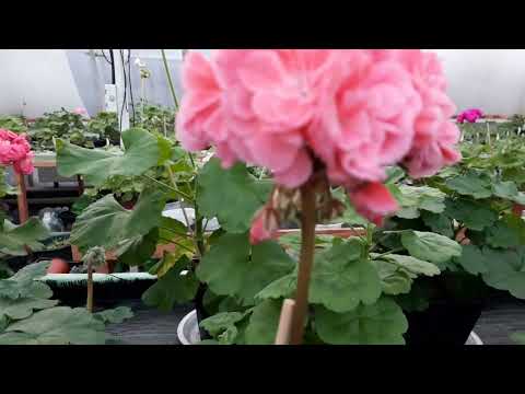 Видео: Зимнее цветение зонартиковых гибридов🌸🌸🌸