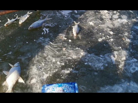 Видео: Первый лед (лёд) в Волгоградской области и Волжском. Зимний сезон рыбалки открыт!