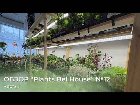 Видео: Обзор магазина растений “Plants Bel House”🌿