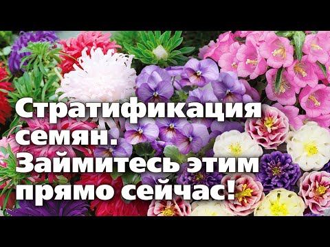 Видео: Стратификация семян  Каким растениям требуется и как проводить