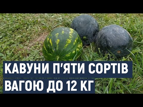 Видео: Кавуни вагою до 12 кілограмів вирощує на Хмельниччині колишній професійний охоронець.