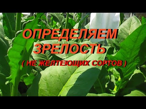 Видео: ДНЕВНИК ТАБАКОВОДА № 24 ( 4.07. определяем зрелость зеленых сортов табака ) ТАБАК