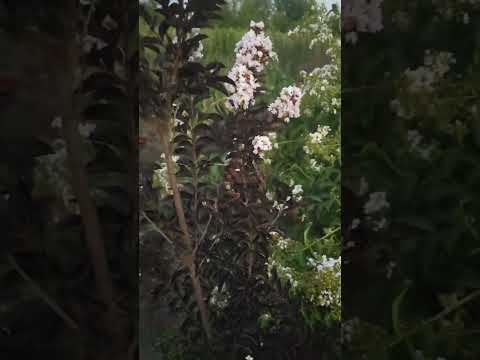 Видео: лагерстремия. Чёрный лист.