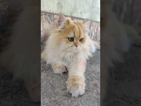 Видео: Kitten Persik (Peach) в прямом эфире!