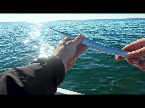 Видео: 02 Есенен риболов на зарган - Варна Черноморец