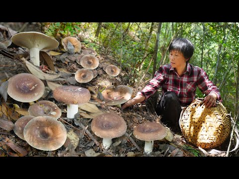 Видео: Бабушка собирает груши и грибные гнезда, свежие грибы нежные, гладкие и сухие, хрустящие.