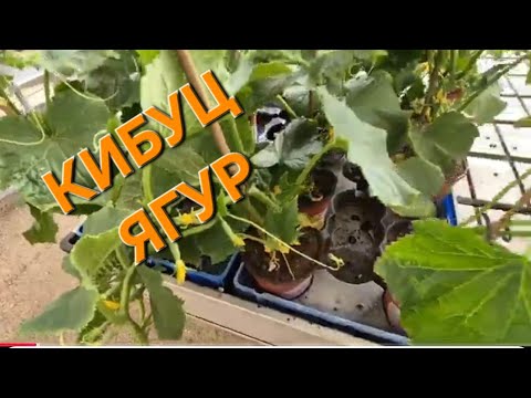 Видео: Природа, дорога, болталка Ягур, Нешер Израиль весна 2025 г.