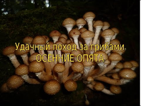 Видео: Удачный поход за грибами.Осенние Опята.