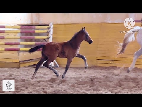 Видео: Жеребчик ДЕ ВИКОНТ WD, 2025 г.р.  #жеребятаотMrDeNiro