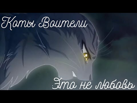 Видео: Коты воители: Это не любовь