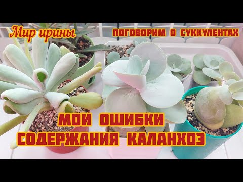Видео: #мояколлекция Каланхоэ | Мои ошибки содержания Каланхоэ ●☆▪︎☆▪︎☆