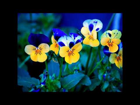 Видео: Когда настанет тихий вечер