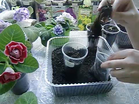 Видео: 🌼Сажаю клубеньки глоксиний. Глоксиниевая философия🌼 🌱How to grow gloxinia part №19