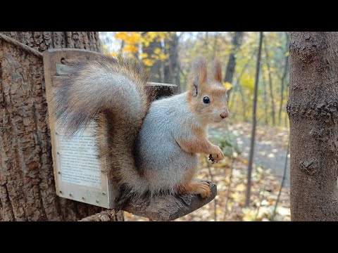 Видео: Не отвлекайся! 😅 Don't get distracted!