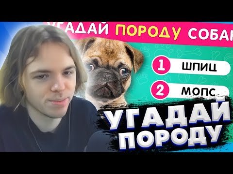 Видео: ФЫВФЫВ СМОТРИТ: УГАДАЙ ПОРОДУ СОБАКИ ПО ФОТО 🤔❓🐶 / EMOJI COOL 😎