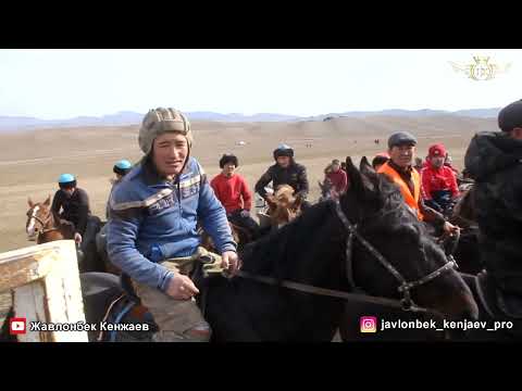 Видео: Бузкаши Улоки Хамрабод 8.02.2023/Купкари Кукмар Некрух