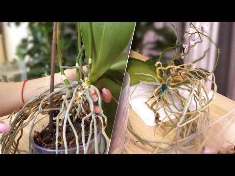 Видео: Пропали все корни в посадке. Орхидею НУЖНО ОМОЛОДИТЬ. Воздушные корни НЕ ПРОПАДУТ. Orchid planting.