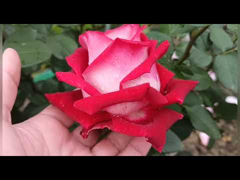 Видео: Цветение роз, в гостях у подписчицы!🌹🌹🌹 Чужого рая не бывает!!!