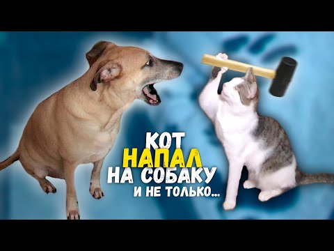 Видео: Приколы и фейлы с нашими домашними животными / SANI vlog