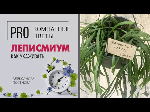 Видео: Леписмиум - кактус или нет? Шикарное неприхотливое комнатное ампельное растение для южного окна.