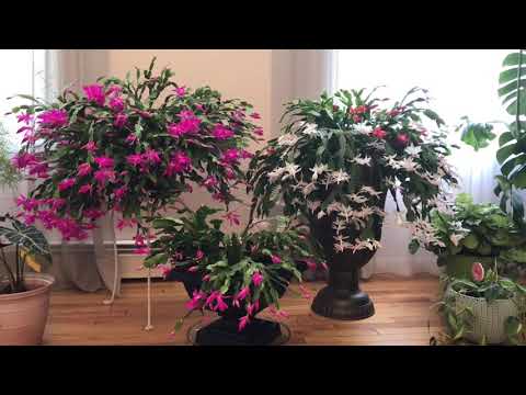 Видео: Мои комнатные растения 🌱 легкого ухода 🤷‍♀️