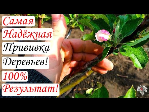 Видео: Самая Надёжная ПРИВИВКА Плодовых ДЕРЕВЬЕВ / 100% Приживаемость!!!