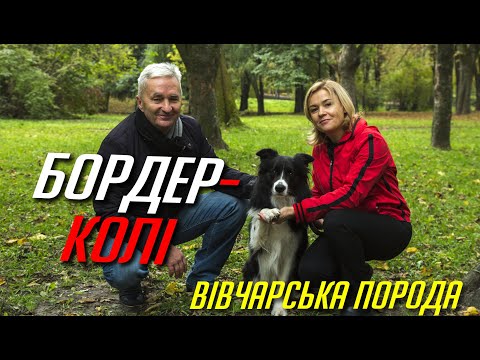 Видео: Бордер-колі (Бордер-колли) / Опис породи, характер, догляд "Дай Лапу"