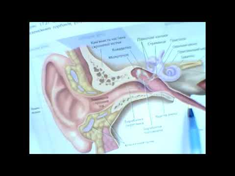 Видео: Лекція - Орган слуху і рівноваги