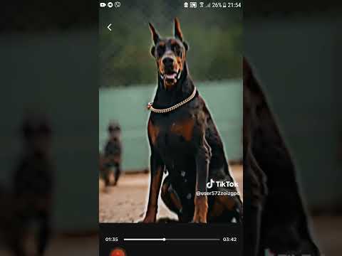 Видео: Сборник эдитов с доберманом 💙🔥⚡ тик ток TikTok.