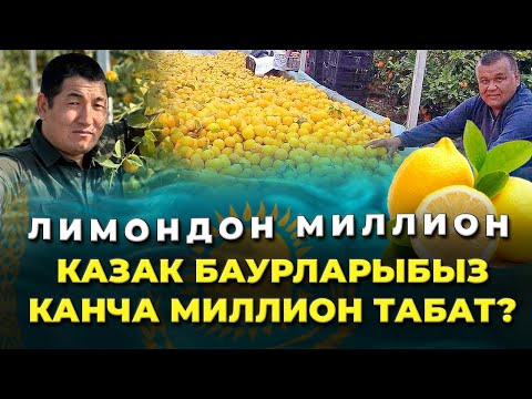Видео: Лимон бизнеси канчалык кирешелүү? Казактар конокко чакырды!