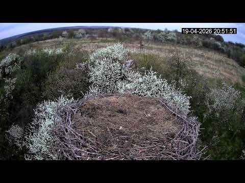 Видео: UA🇺🇦🔴Пряма трансляція з гнізда лелек (Львівська область, Україна)🔴Live stream from stork nest